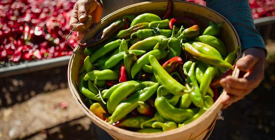 Hatch Chiles Are Great, But Have You Explored the Chiles of Northern New Mexico?