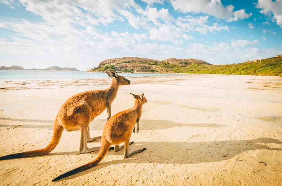 The cutest animals in Australia and where to spot them