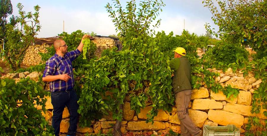 Palestinians Uphold Grape Cultivation and Heritage in the West Bank