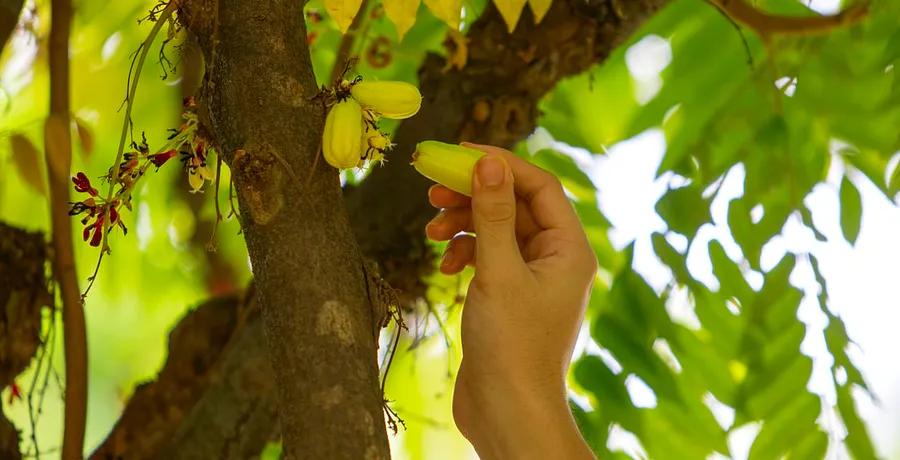 Singapore’s Foragers Discover More Than Just Food in the City’s Cracks