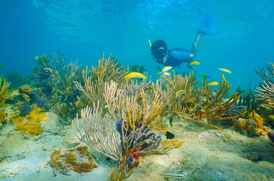 The 8 Top Diving and Snorkeling Locations in Central America