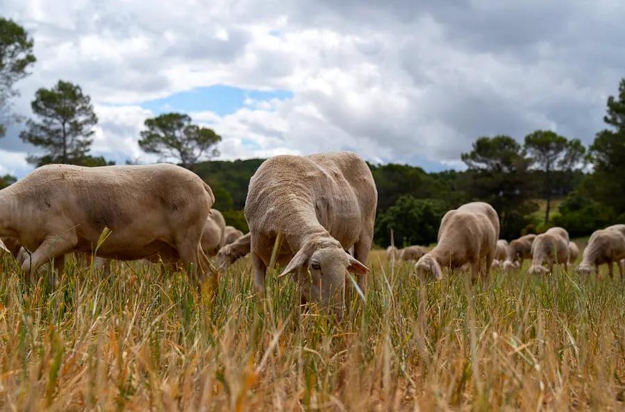 Spanish Agritourism: Discover Rural Experiences in La Rioja and Beyond