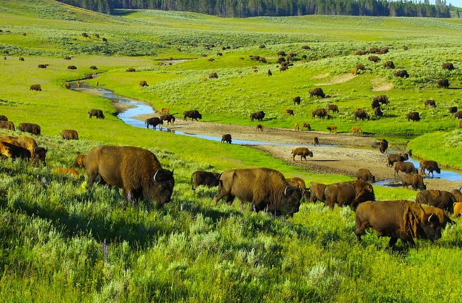 A Newcomer's Guide to Yellowstone National Park