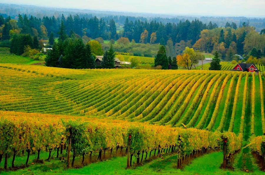 10 amazing wineries in Oregon’s Willamette Valley