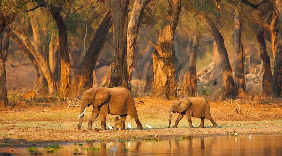 Everything you need to know about African elephants – and the best places to see them in the wild