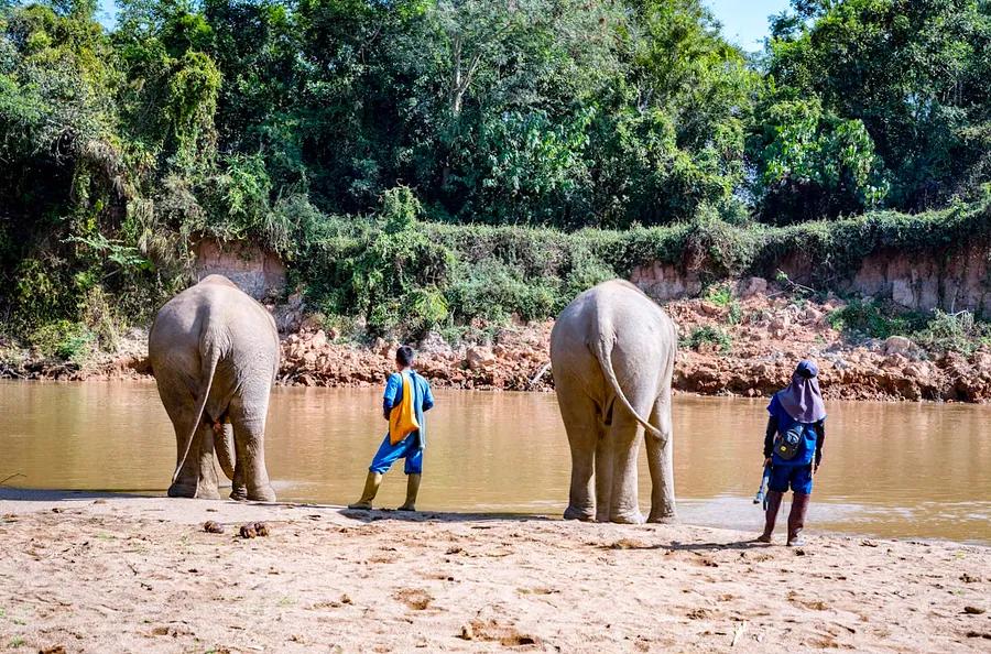 The future of responsible elephant tourism in Thailand