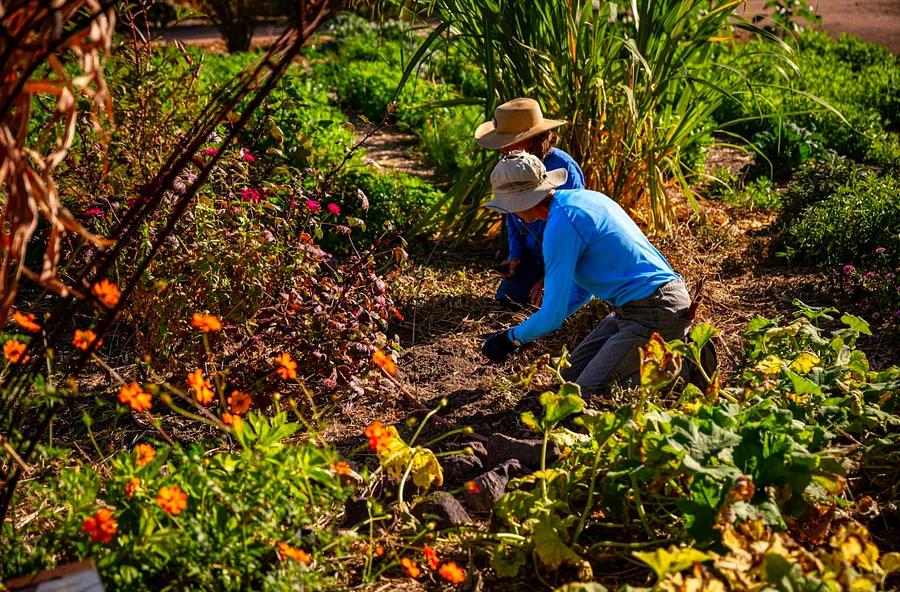 Discover why Tucson is home to the UNESCO-recognized Mission Garden