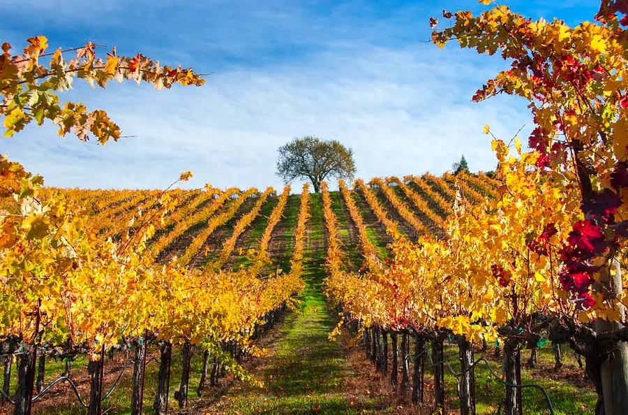 A Beginner's Guide to Sonoma, California