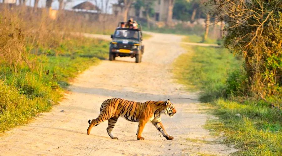 8 locations to spot tigers in the wild – and how to make it happen in 2024