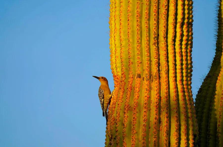 Birdwatchers share their favorite birdwatching locations in the US