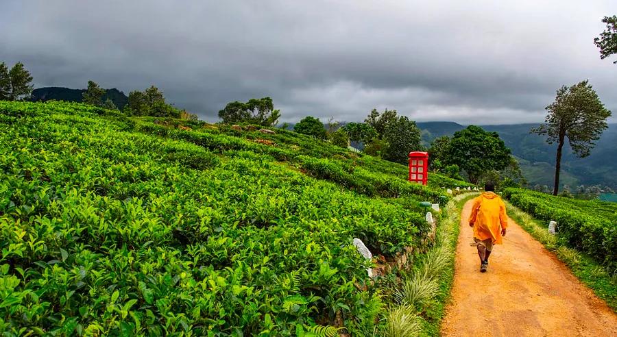 22 essential tips for traveling to Sri Lanka