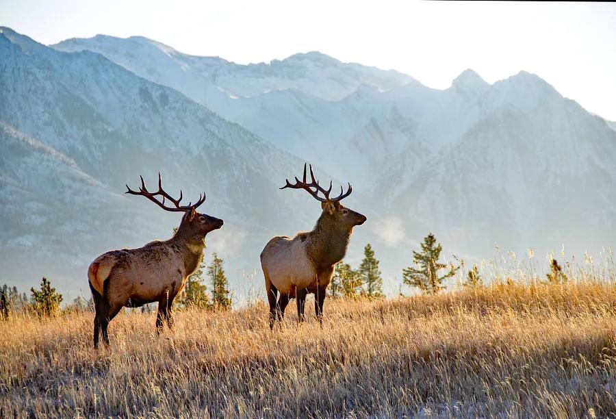 Is a passport necessary for travel to Canada? We have the answer.