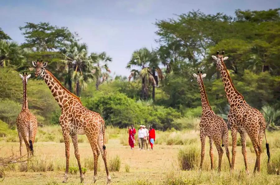 Dinogo Readers' Top 15 Tour Operators for 2024
