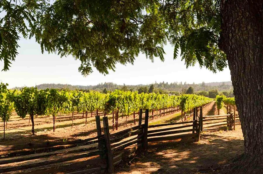 Crafting the Ideal Itinerary for Healdsburg, California