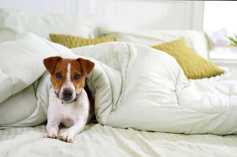 The 16 finest pet-friendly hotels