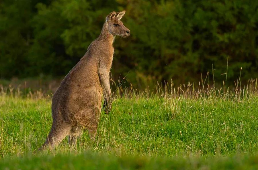 Discover a new safari experience in Australia that explores eight national parks in 21 days.