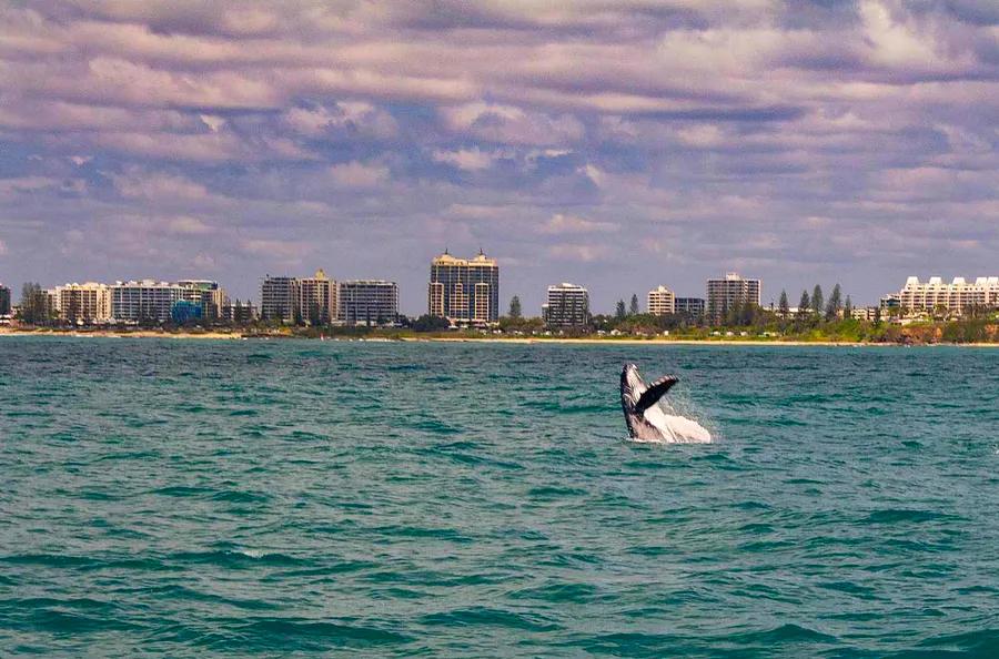 Australia's 'Humpback Highway' Guides Whale Watchers from Coastal Towns to the Great Barrier Reef