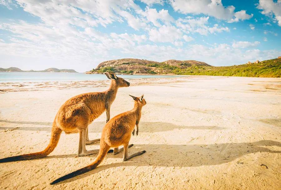 Australian wildlife: bizarre, perilous, and at risk