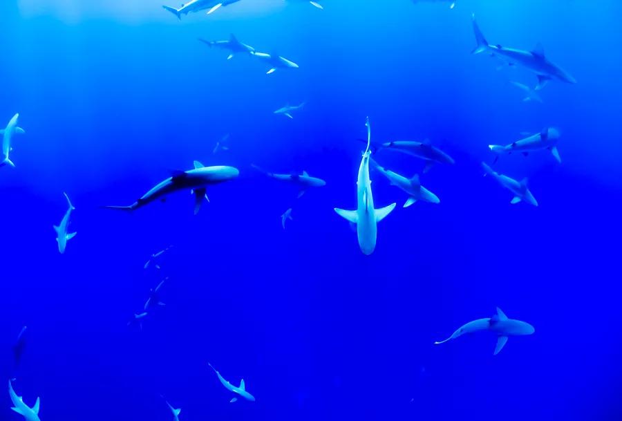 3 fantastic locations for shark encounters