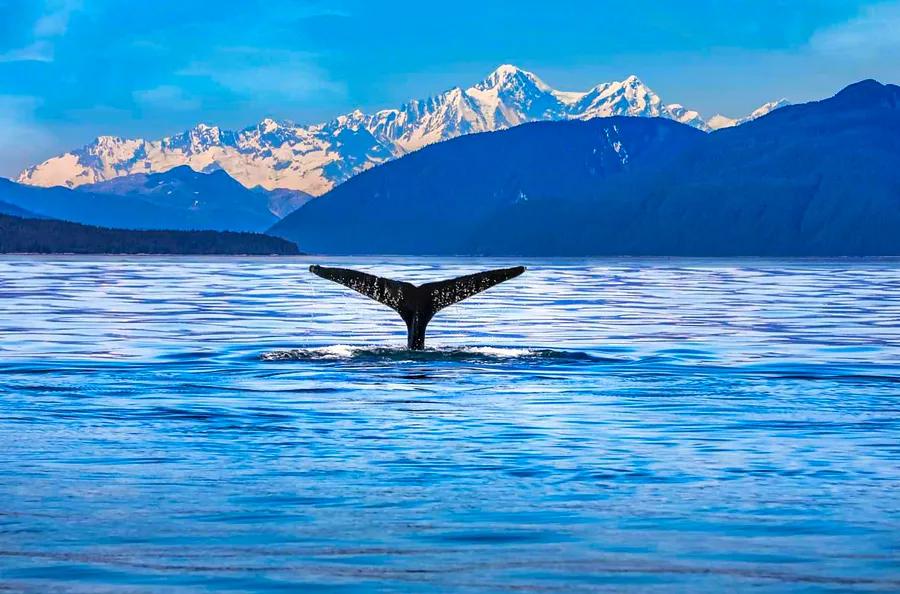 Optimal Times to Experience Alaska for Wildlife Viewing, National Parks, and More