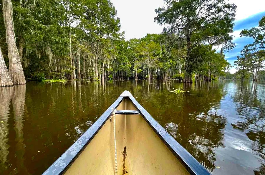 Top North American Bird-Watching Getaways — Plus Our Advice for Enjoying Each Location to the Fullest