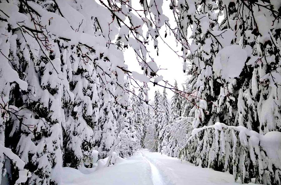 This U.S. Ski Resort Receives Over 400 Inches of Snow Annually — and Rests on an Active Volcano