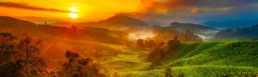 Top 10 Hotels and Resorts in Cameron Highlands for Families and Couples: Embrace the Lush Scenery!