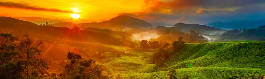 Top 10 Hotels and Resorts in Cameron Highlands for Families and Couples: Embrace the Lush Scenery!