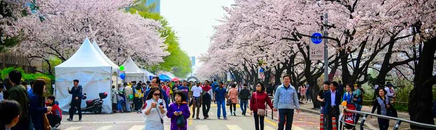 Top 10 Flowering Destinations to Visit in Seoul This Spring