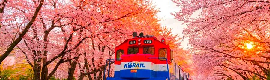 Top Destinations to Experience in Korea During Spring