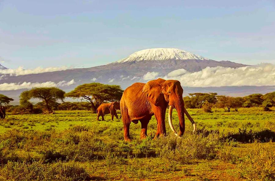 Discover this Hidden Gem of a National Park in Kenya, the Perfect Destination for Elephant Viewing—Find Out Where to Stay and How to Spot Them