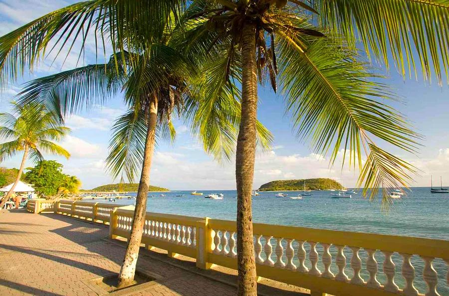 Your Ultimate Guide to Planning a Dream Getaway in Vieques, Puerto Rico