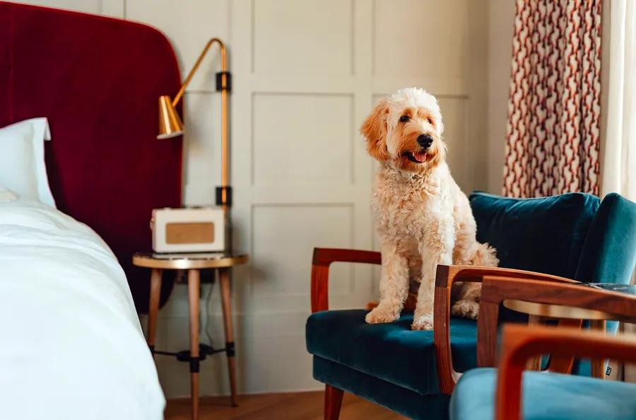 Top Dog-friendly Hotels Across the U.S.