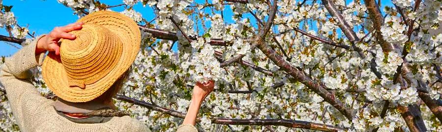 Where in the World Can You Find Cherry Blossoms Blooming?