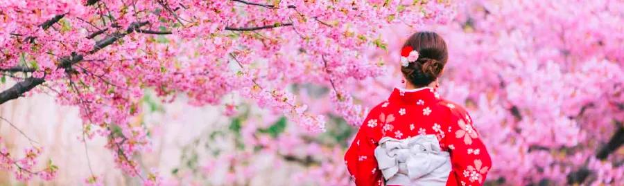 The Season of Cherry Blossoms in Japan