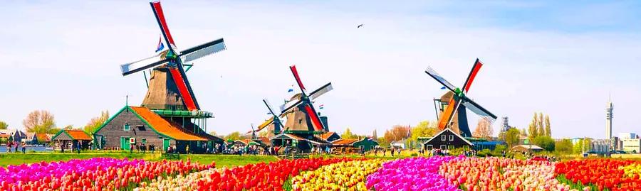 Event: Tulip Festival in Amsterdam, Netherlands