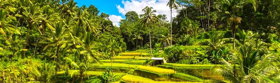 2024's New Photography Locations in Ubud: 8 Captivating Spots to Discover