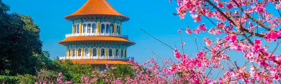 Taiwan's 2020 Cherry Blossom Forecast