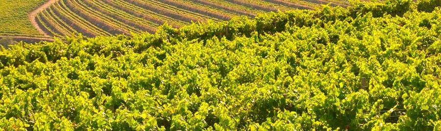 Top 10 Wine Tasting Tours in Adelaide You Must Experience
