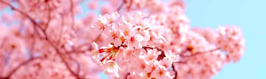 Taiwan Cherry Blossom Guide: Memorable Activities to Enjoy During the Blooming Season