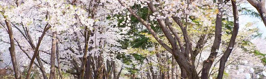 Ultimate Guide: Must-Do Activities in South Korea During Cherry Blossom Season