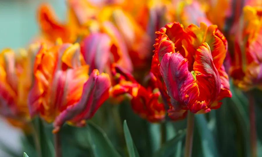 Gorgeous Caribbean Flowers to Seek Out on Your Next Journey