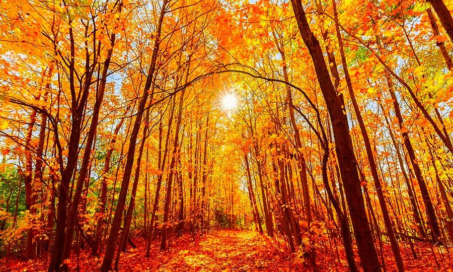 A Comprehensive Guide to Enjoying Autumn Leaves