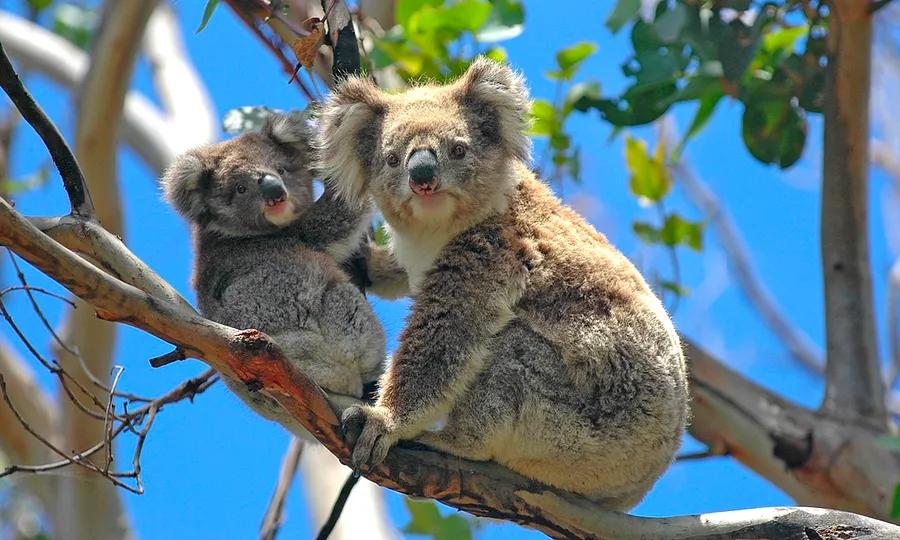 The 6 Most Fascinating Animals You Must Experience in Australia