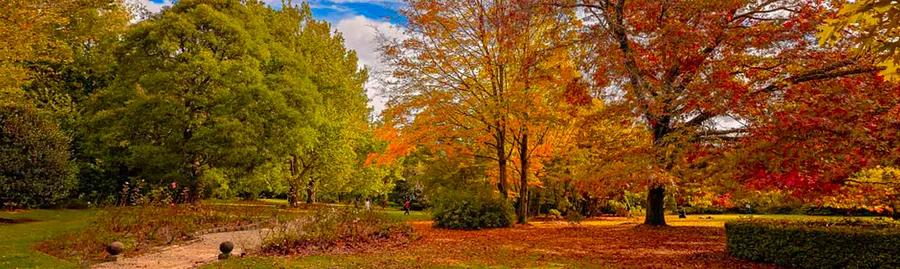 Top 10 Locations to Experience Autumn Foliage in Sydney