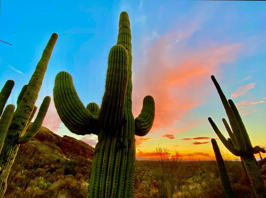 5 surprising discoveries I made at Saguaro National Park