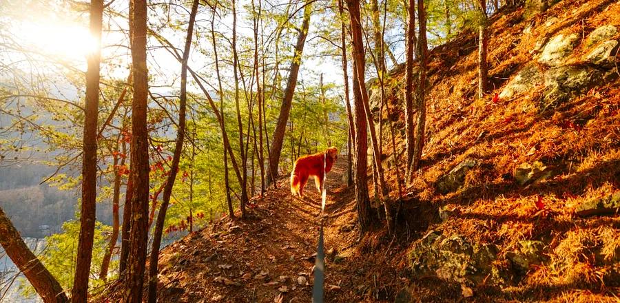 5 Reasons Your Pup Craves a Trip to Asheville