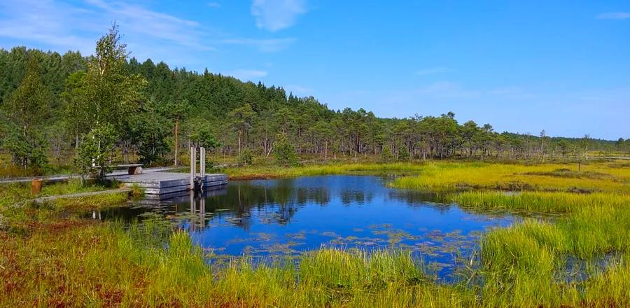 Bog Hiking: The Hidden Gem of Outdoor Adventures