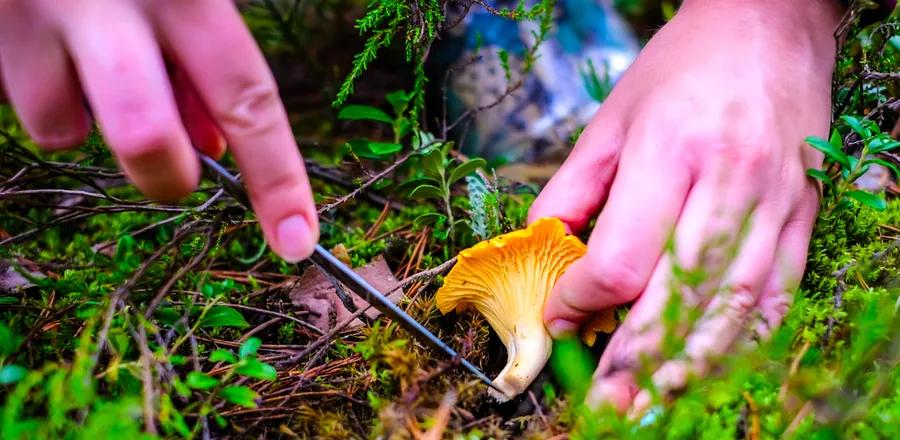 Following an Unprecedented Winter of Rain, California Is Experiencing a “Super Shroom”