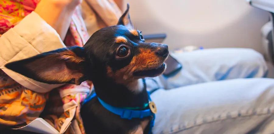 Bringing Small Pets on American Airlines Flights Just Got Easier—Is That Beneficial?